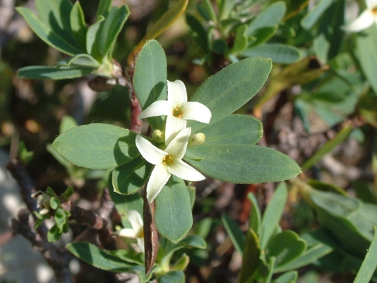 Daphne oleoides / Dafne spatolata